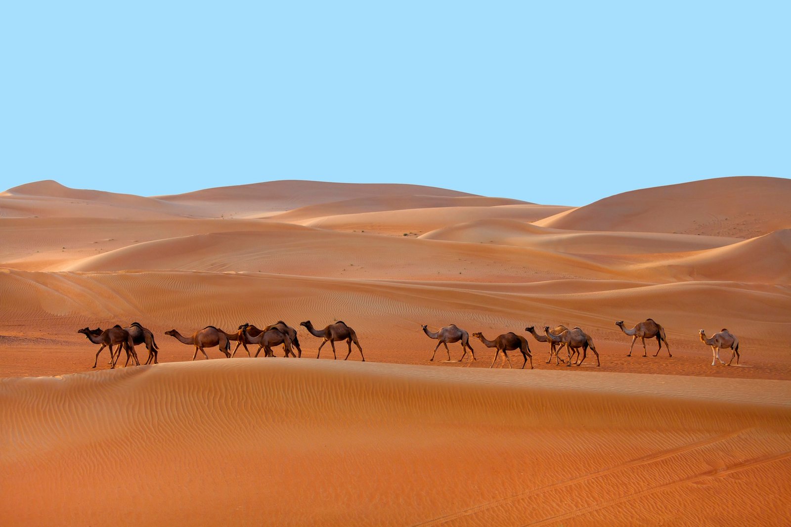 Caravan of Middle Eastern camels walking in the desert in Liwa, Western Region, UAE